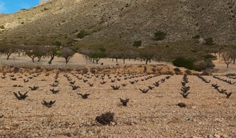 land - Resale - Murcia - Murcia