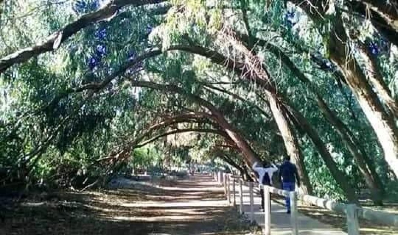 Obra nueva - Bungalow - Torrevieja - Altos del Sol