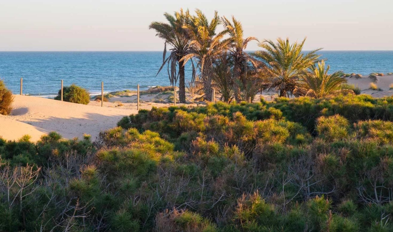 Obra nueva - Ático - Guardamar del Segura - Avda del Puerto