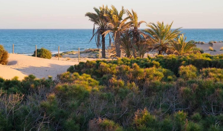 Obra nueva - Ático - Guardamar del Segura - Avda del Puerto