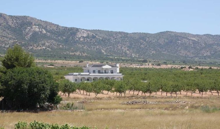 Obra nueva - Villa - Pinoso - Camino Del Prado