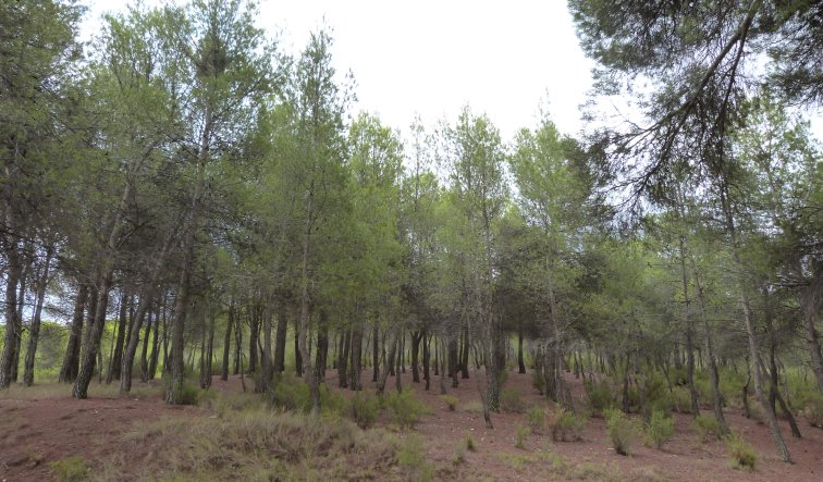 Reventa - Country Property - Ibi - Ibi - Country