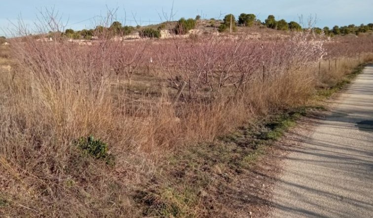 Resale - land - Hondón de las Nieves