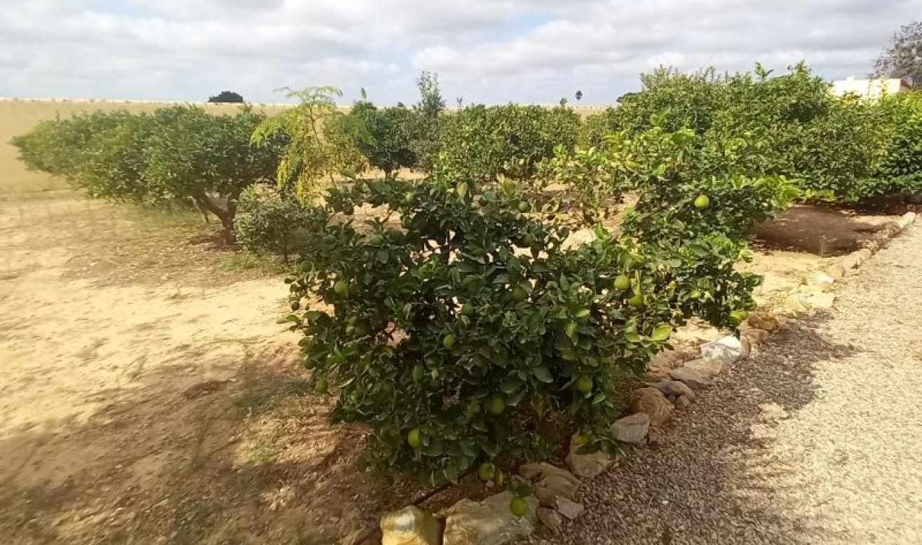 Reventa - Country house - San Javier