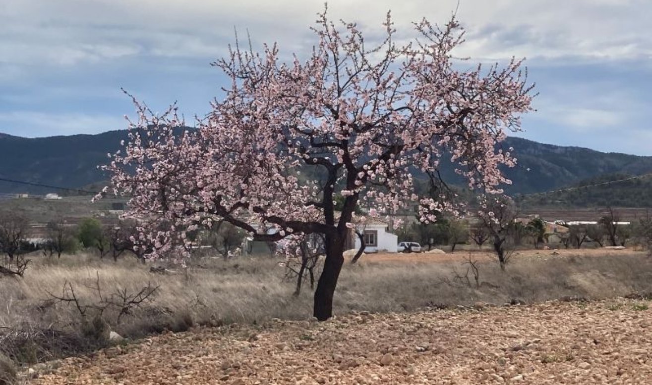 Reventa - Villa - Hondón de las Nieves