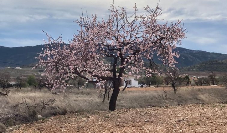 Reventa - Villa - Hondón de las Nieves