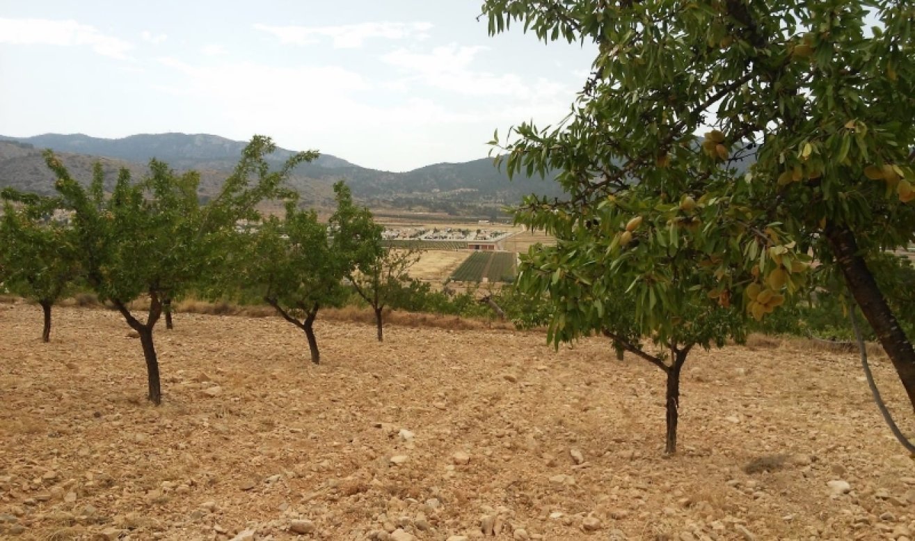 Reventa - land - Hondón de las Nieves