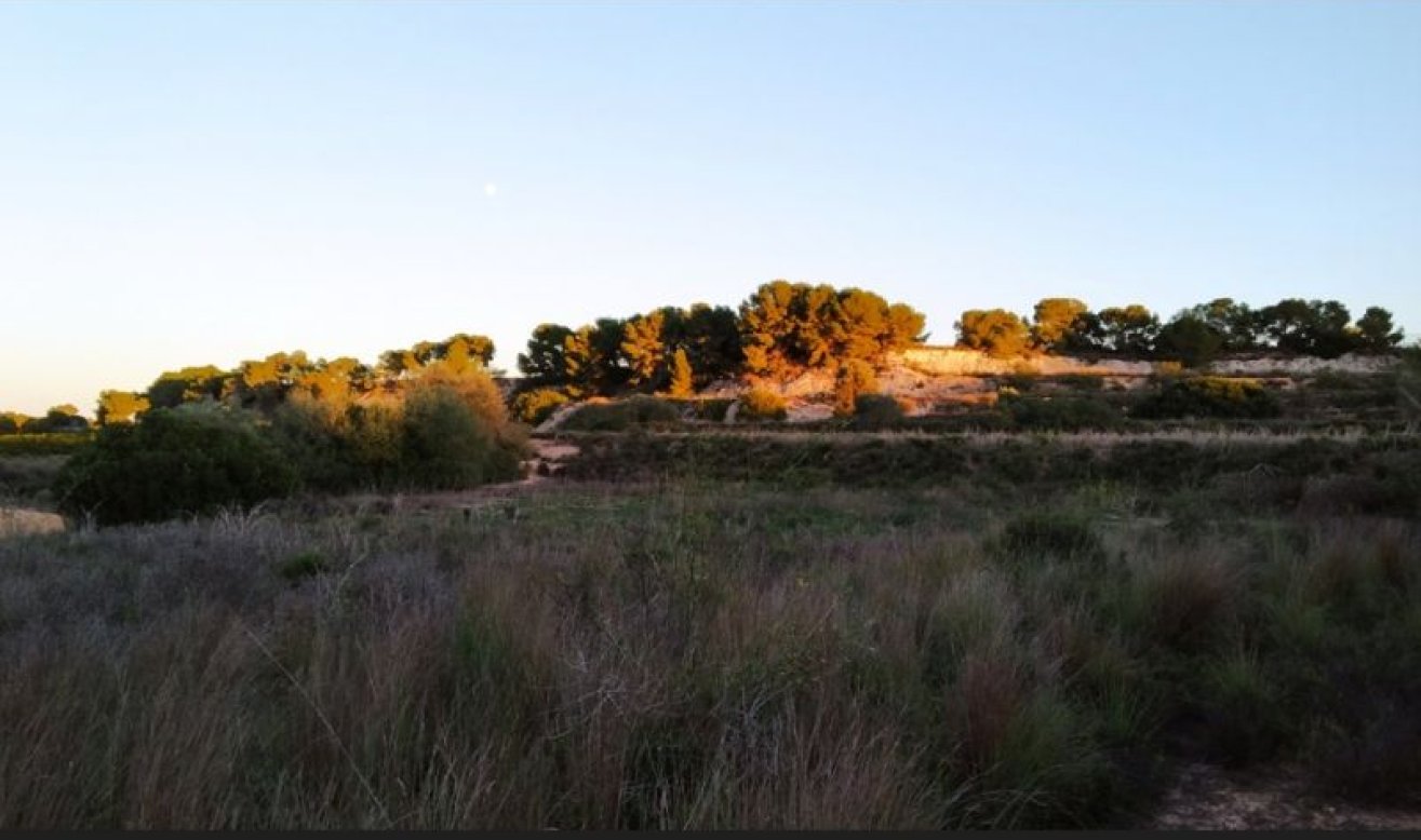 Reventa - land - Pinar de Campoverde