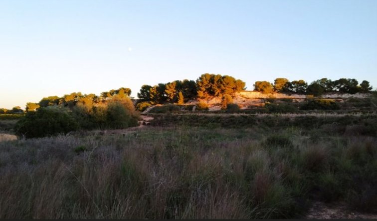 Reventa - land - Pinar de Campoverde