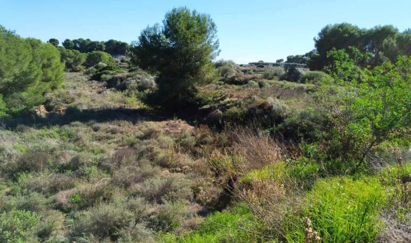 Reventa - land - Pinar de Campoverde