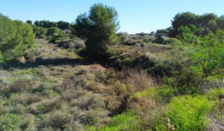 Reventa - land - Pinar de Campoverde