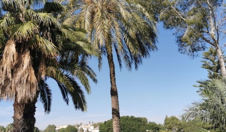 Revente - Appartement - Orihuela Costa
