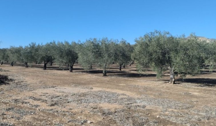 Reventa - Country house - Hondón de las Nieves