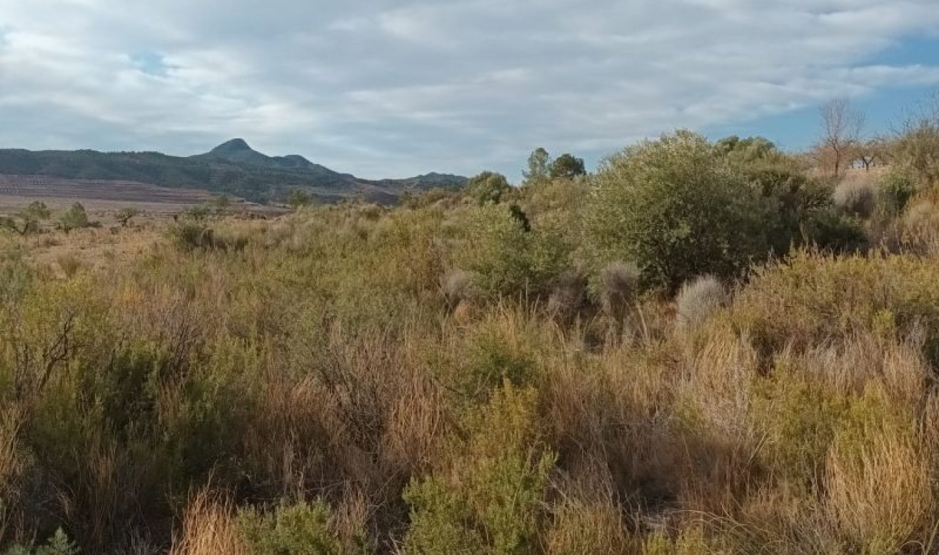 Reventa - land - Murcia