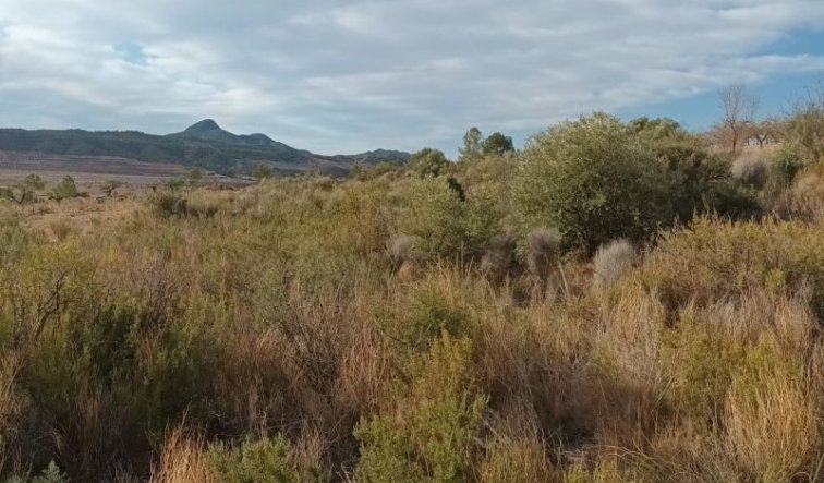 Reventa - land - Murcia